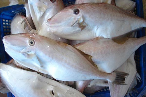 cach lam ca bo kho 2