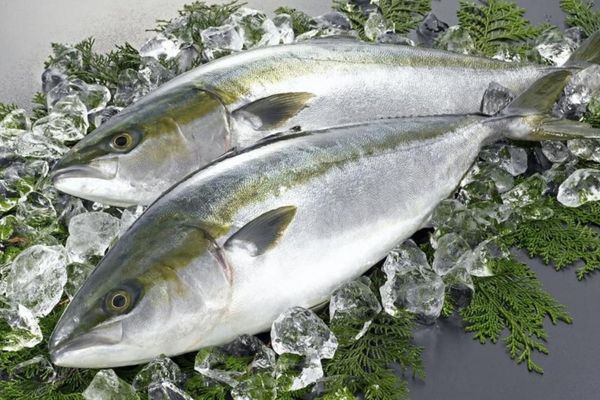 Cách làm cá cam hấp ngon, đơn giản, dễ làm tại nhà cach lam ca cam hap 2