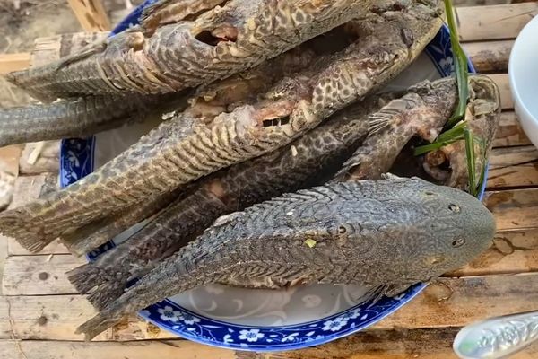 Cách làm cá lau kiếng hấp sả thơm ngon, dễ làm cach lam ca lau kieng hap sa 2