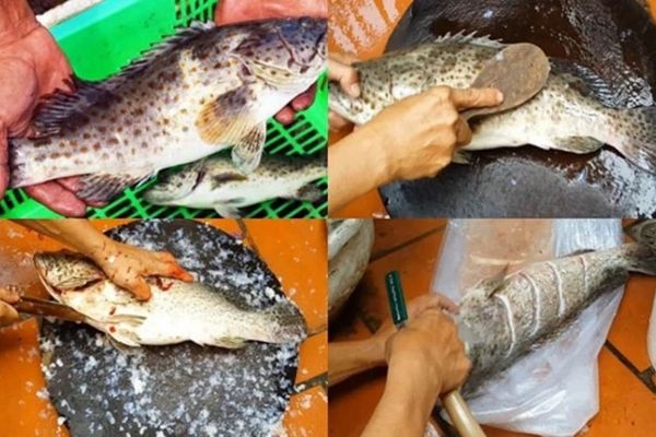 Cách làm cá mú hấp bia thơm ngon, đậm đà cach lam ca mu hap bia 2