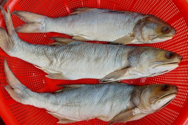 cach lam ca muoi dui 2