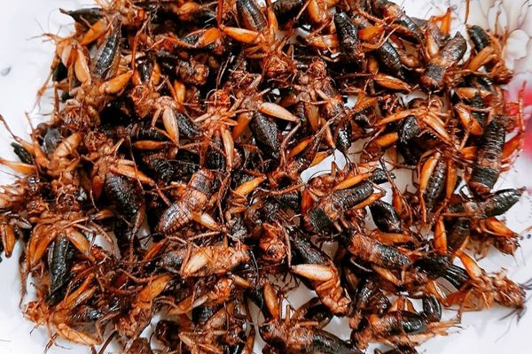 Cách làm dế mèn rang lá chanh giòn tan, đậm đà cach lam de men rang la chanh 2