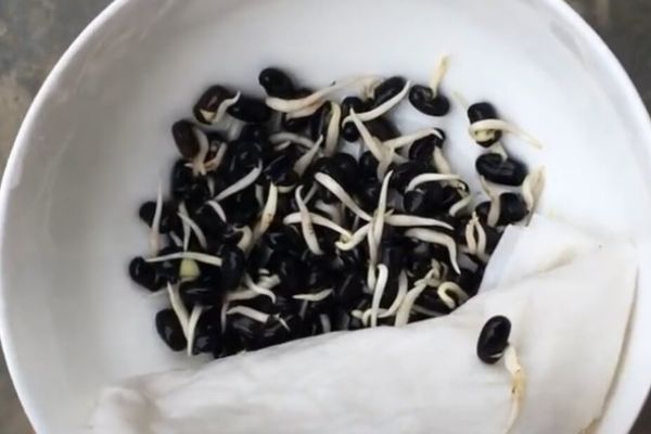 Cách làm giá đậu đen sạch không cần hóa chất độc hại cach lam gia dau den 1