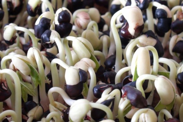 Cách làm giá đậu đen sạch không cần hóa chất độc hại cach lam gia dau den 2