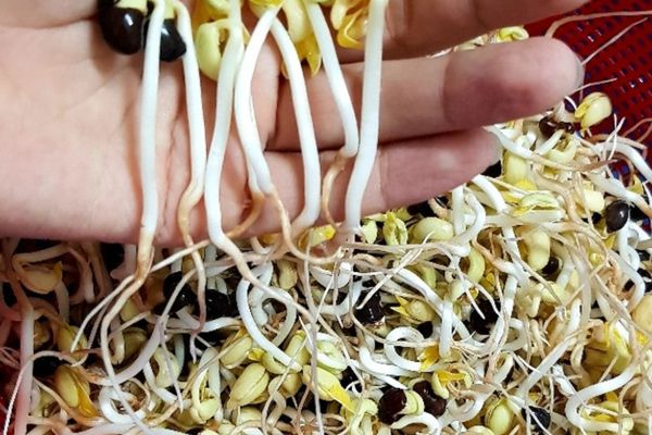 Cách làm giá đậu đen sạch không cần hóa chất độc hại cach lam gia dau den 3