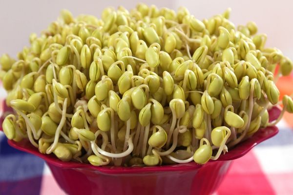 Cách làm giá đậu nành tại nhà đơn giản tươi ngon sạch cach lam gia dau nanh 1