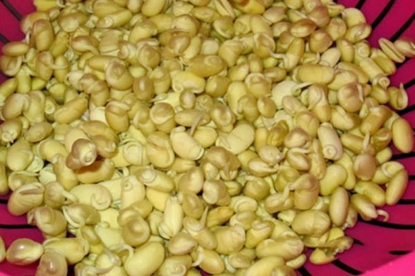 Cách làm giá đậu nành tại nhà đơn giản tươi ngon sạch cach lam gia dau nanh 2