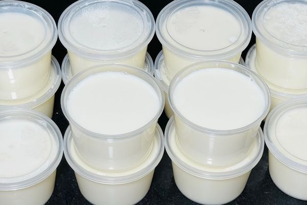 Cách làm yaourt dẻo đậm đà dễ nấu tại nhà cach lam yaourt deo 1